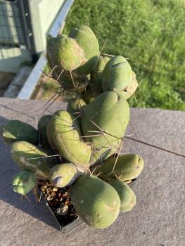 Trichocereus bridgesii monstrosus